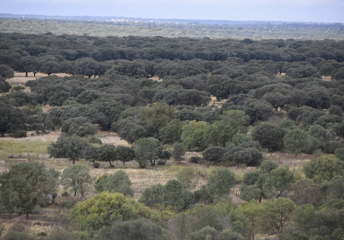 Imagen de la dehesa salmantina.