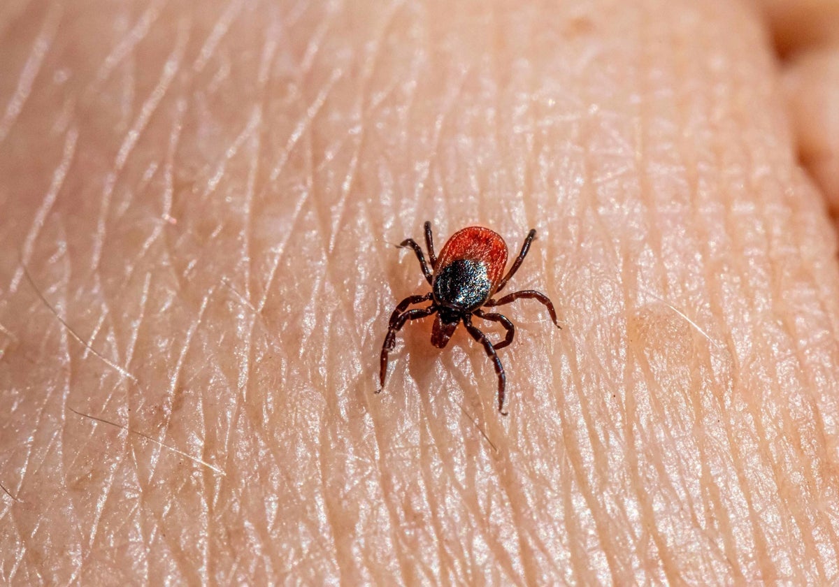 Imagen de una garrapata sobre la piel humana.