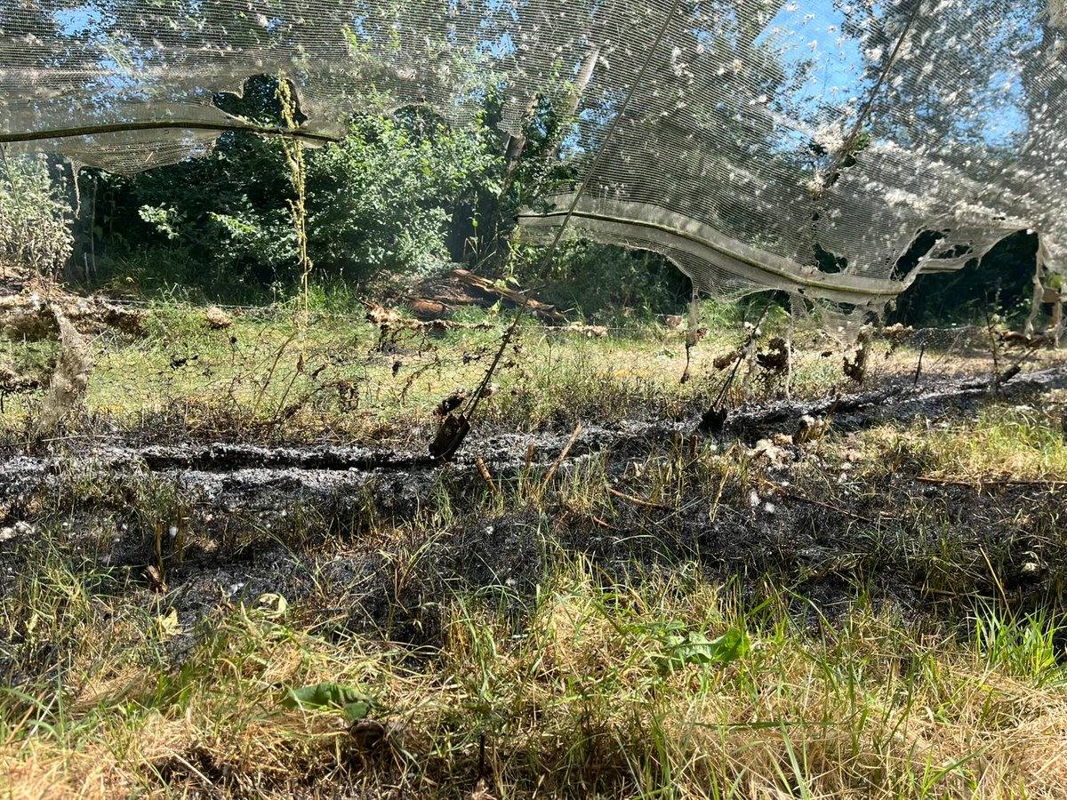 Varios árboles y una malla de un invernadero afectados por un incendio declarado en la Escuela de Ingeniería Agrícola de Valladolid