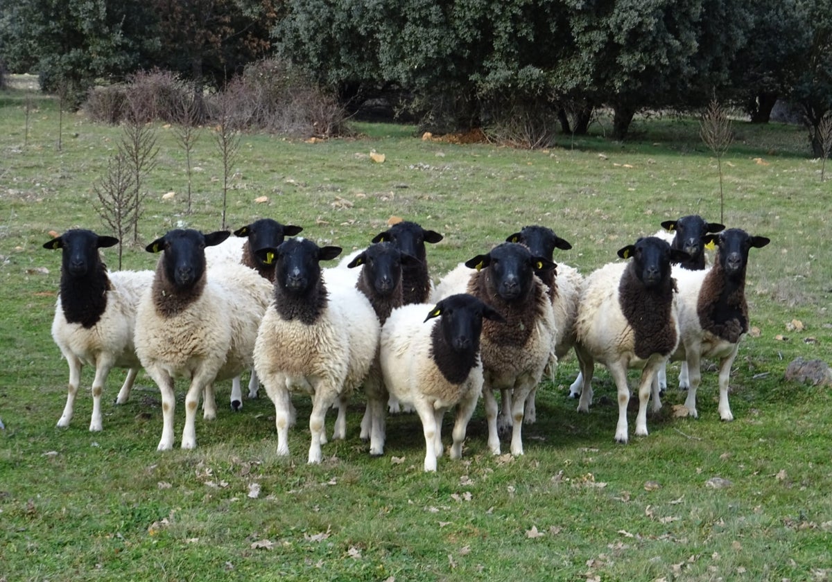Ovejas dorper, también conocidas como ovejas enmascaradas por su cabeza negra y cuerpo blanco. Es una raza originaria de África, con presencia en Salamanca.