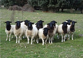 Ovejas dorper, también conocidas como ovejas enmascaradas por su cabeza negra y cuerpo blanco. Es una raza originaria de África, con presencia en Salamanca.