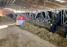 Explotación de vacuno con el robot que acerca la comida a las vacas.