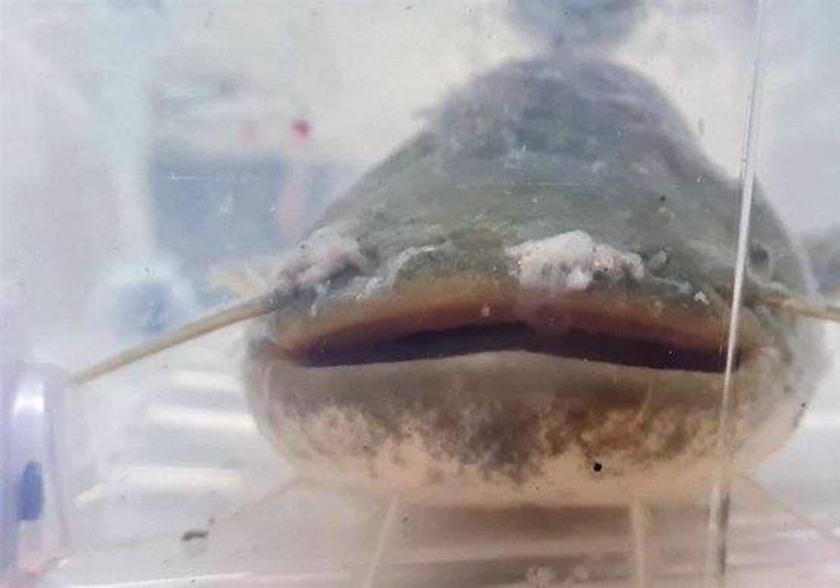 Una especie invasora muy dañina ya está en el Tormes