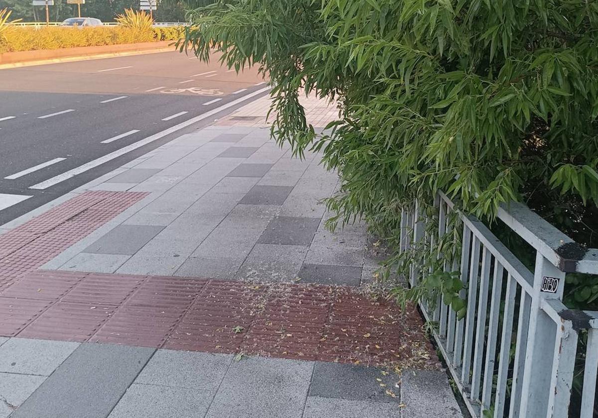 Las ramas invaden la acera