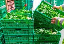 Gadis refuerza su compromiso con la sostenibilidad medioambiental
