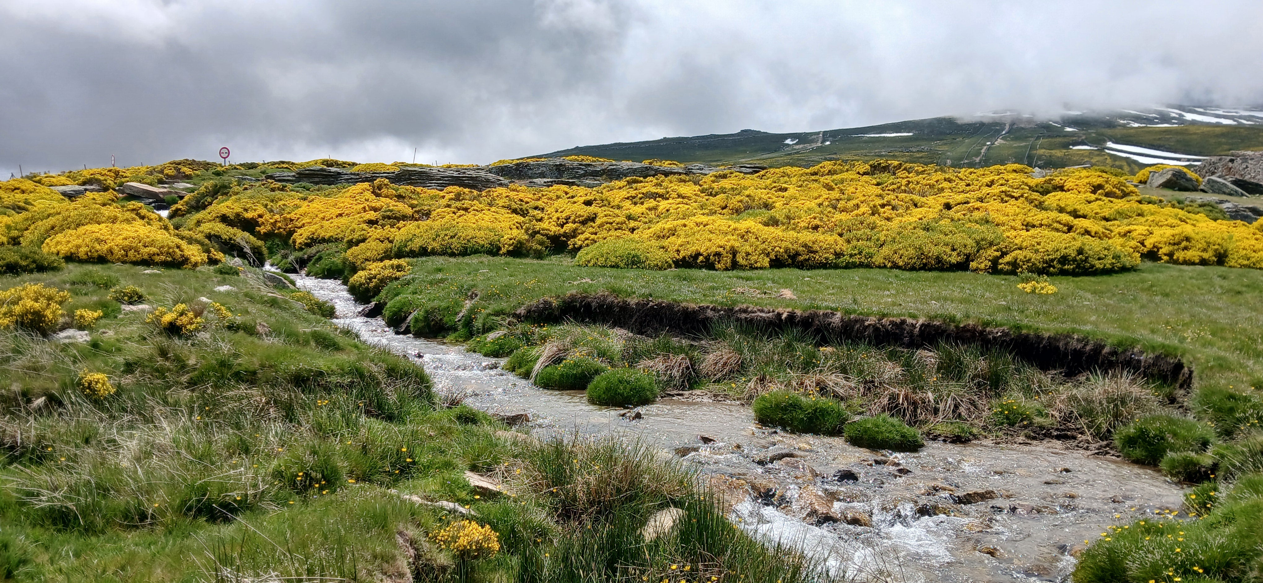 Explosión de color amarillo en la Sierra de Béjar