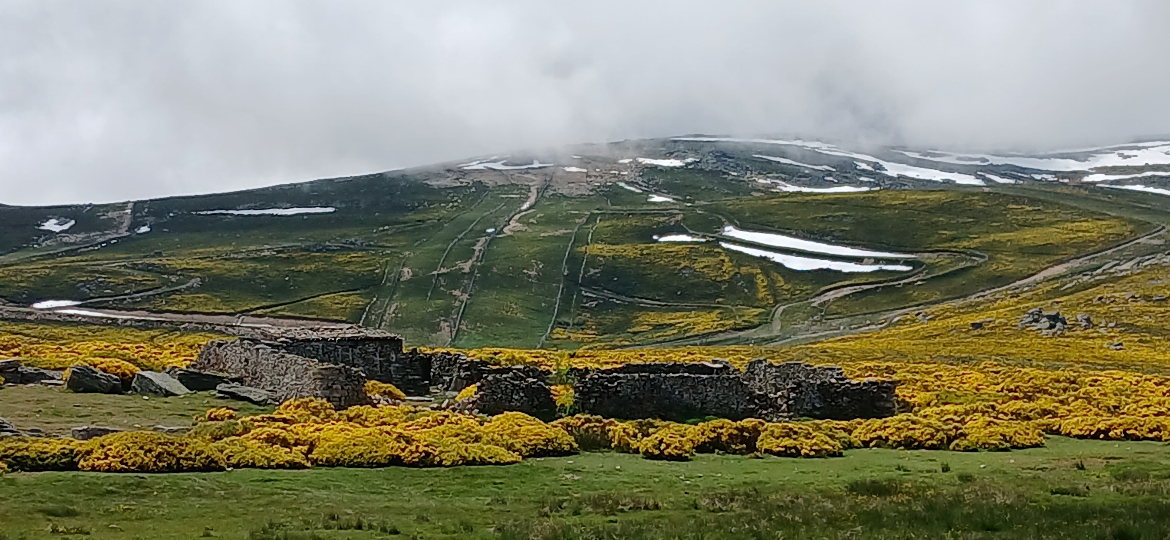 Explosión de color amarillo en la Sierra de Béjar