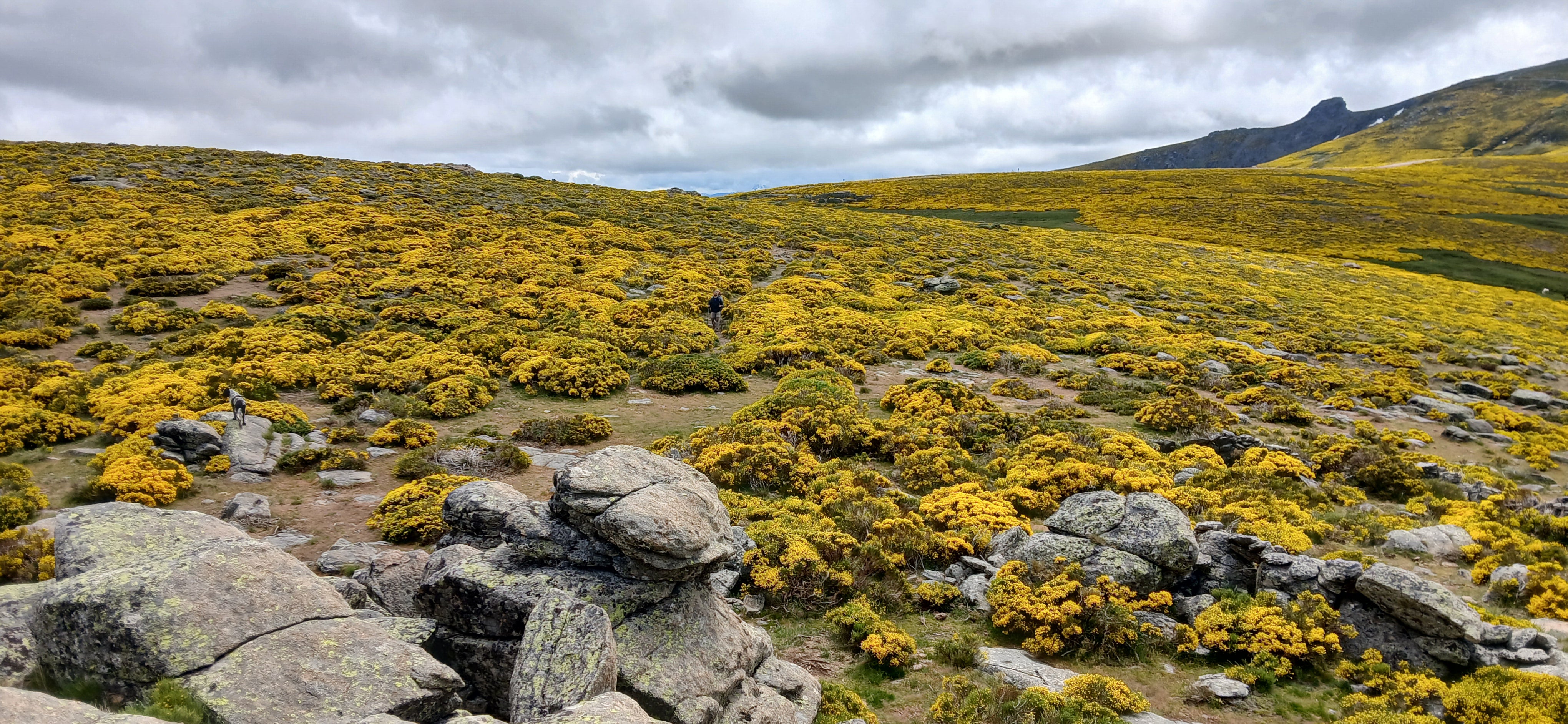 Explosión de color amarillo en la Sierra de Béjar