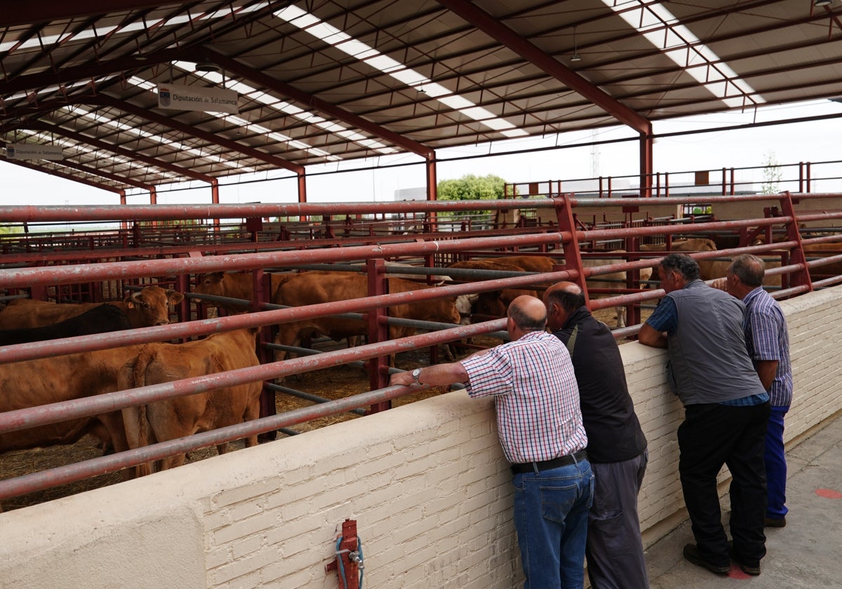El censo de vacas, en ascenso en 2025, pero menor que hace un año