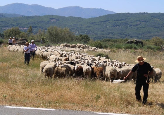 Marce Puente conduce a sus ovejas por el cordel