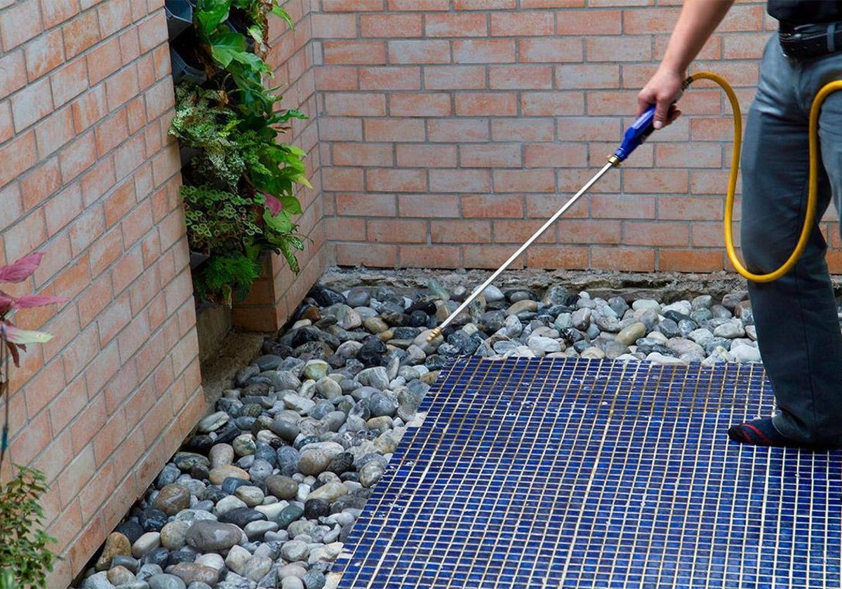 ¿Ha sufrido alguna plaga de cucarachas en lo que va de año?