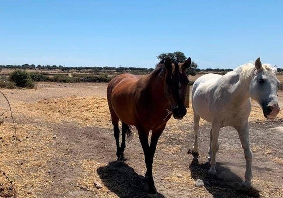 Explotación ganadera en la comarca de Ledesma.