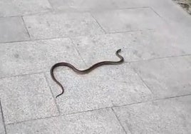 Una culebra reptando por una de las calles del centro de Salamanca.