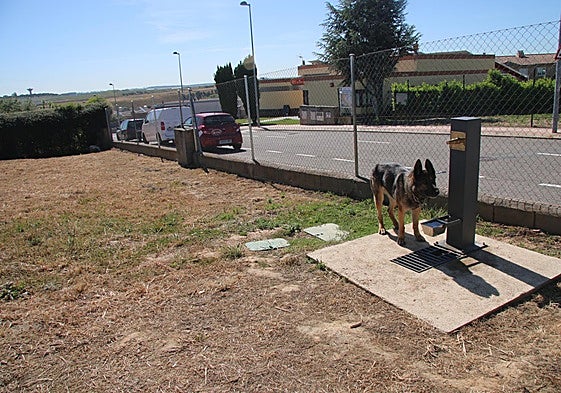 Un perro en el pipi can habilitado para estos animales en Aldeatejada.