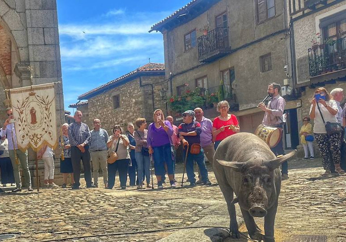 La Alberca bendice a su marrano de San Antón que no será rifado por primera vez