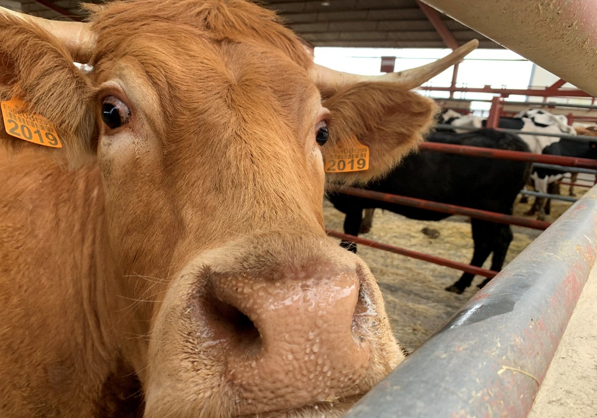 Una vaca en el mercado de ganados de Salamanca.