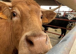 Una vaca en el mercado de ganados de Salamanca.