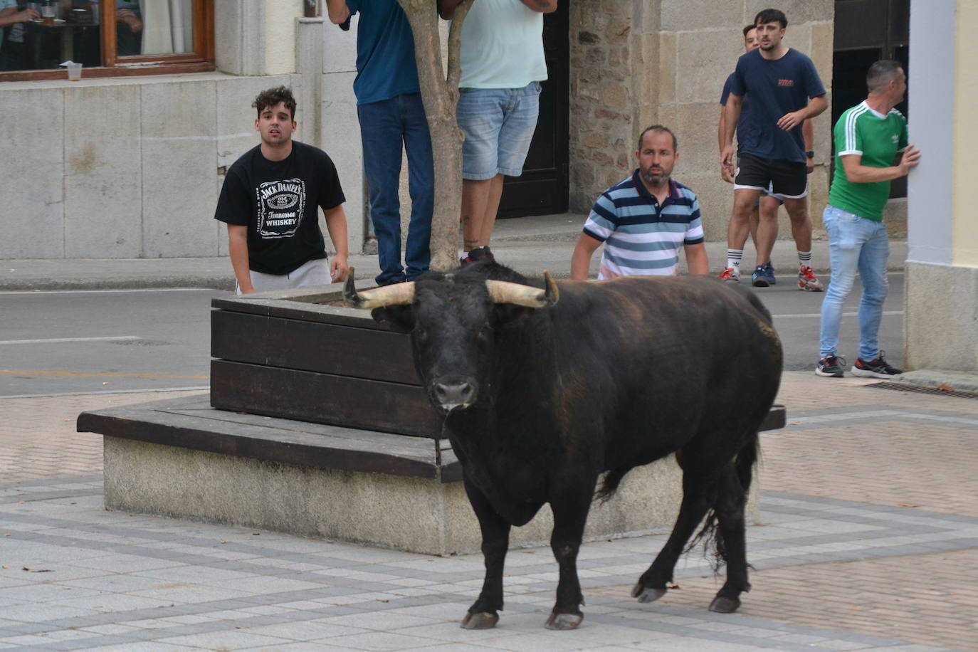 ‘Músico’ saca brillo al IX Toro de Cajón de Vitigudino