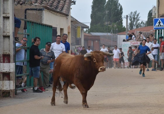 Encierro urbano en las calles de Topas.