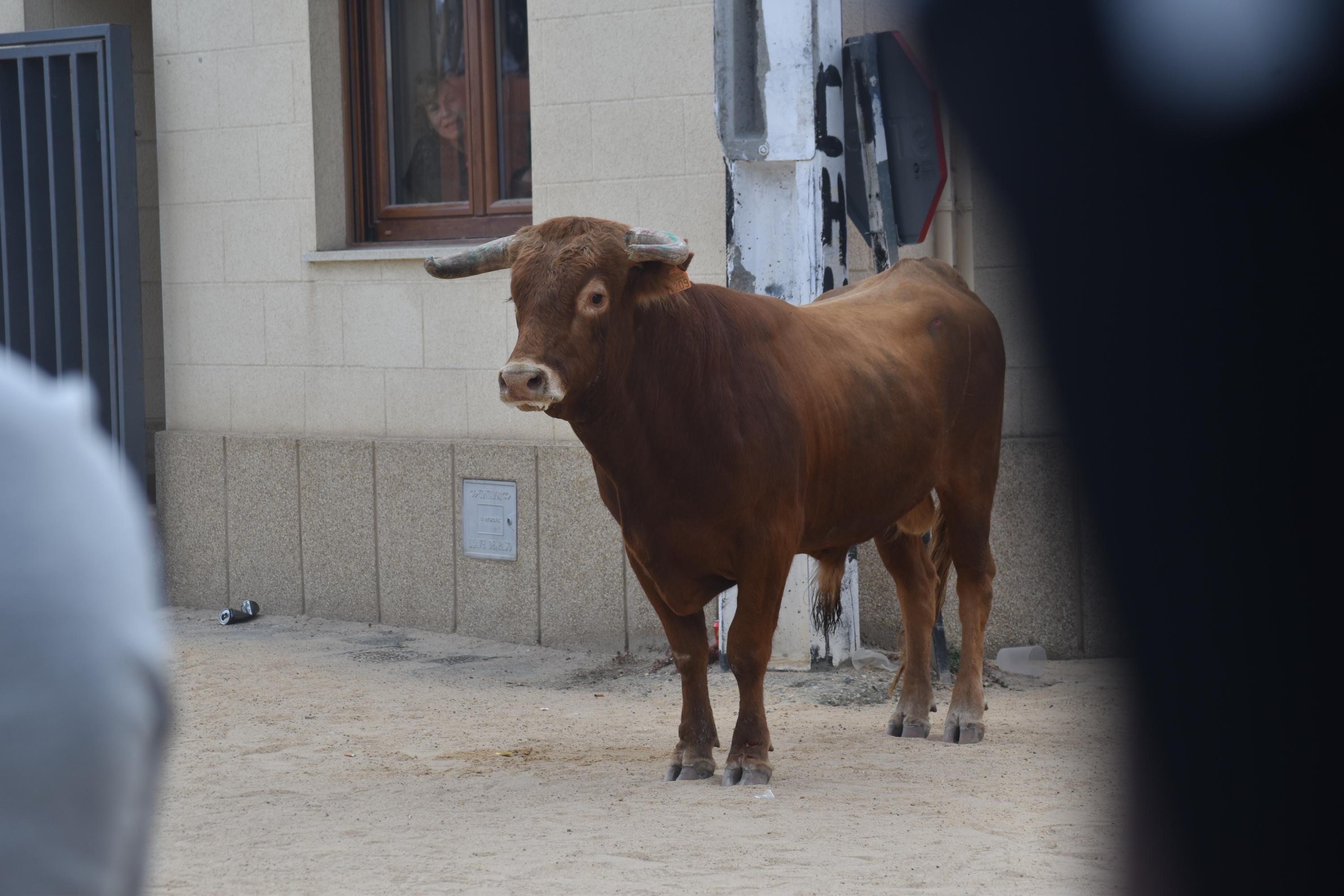 Pasión taurina en Topas antes de cerrar las fiestas en honor a San Antonio