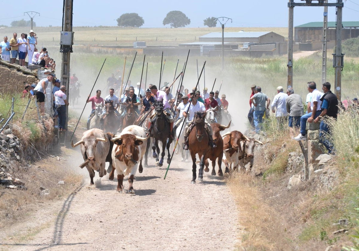 Vibrante encierro a caballo en Martín de Yeltes