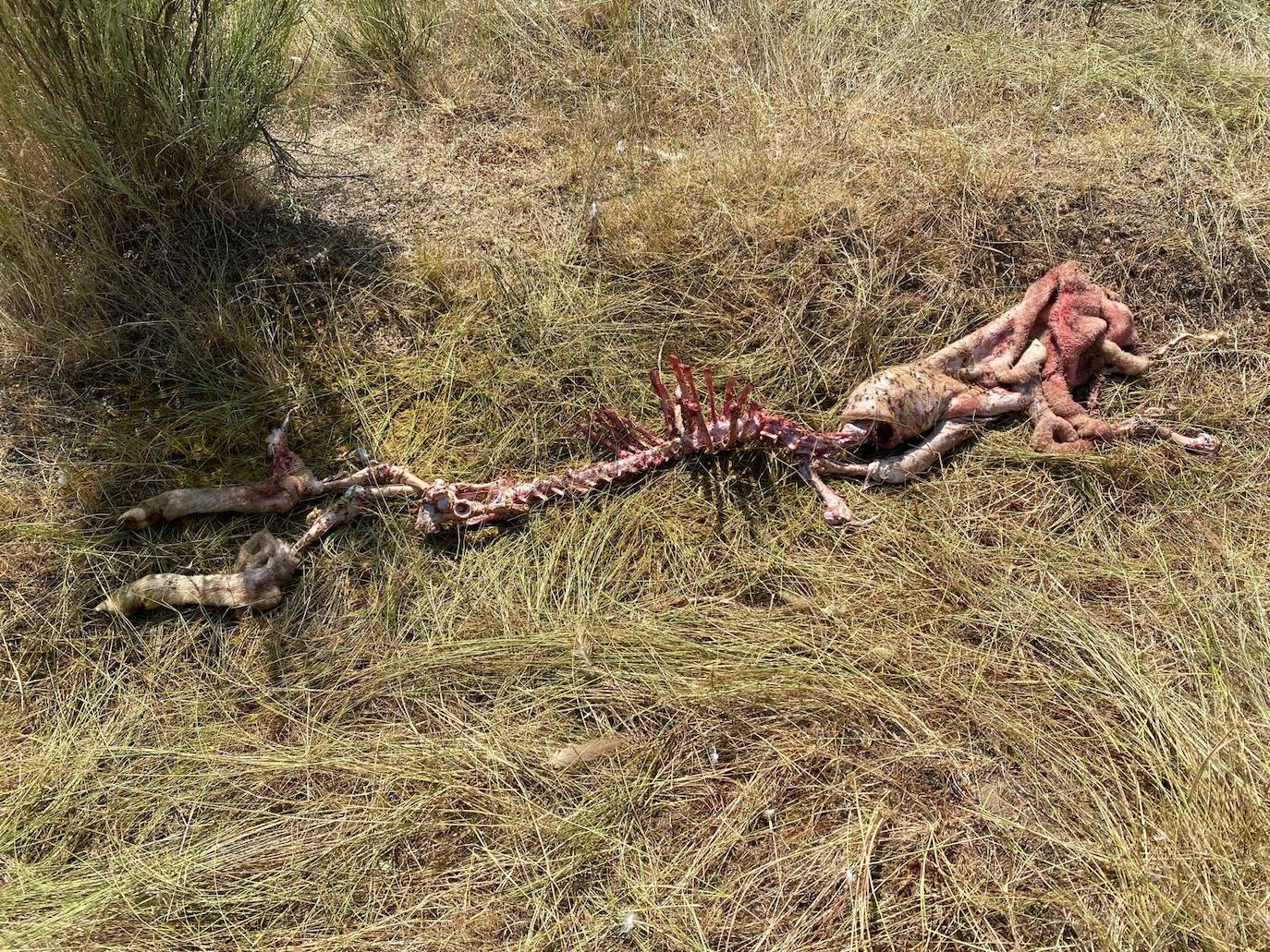 Dos ovejas muertas en Carpio de Azaba en un ataque de buitres