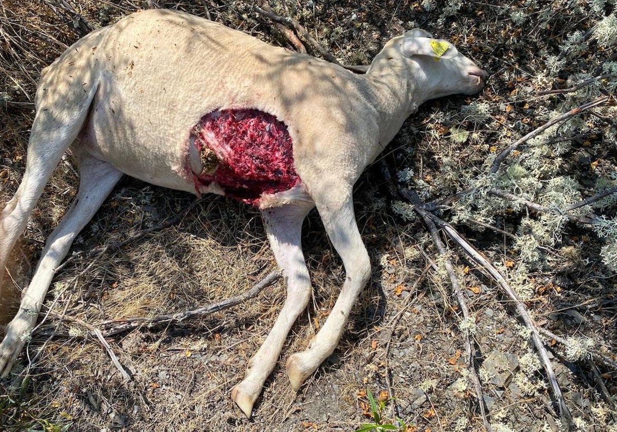Dos ovejas muertas en Carpio de Azaba en un ataque de buitres
