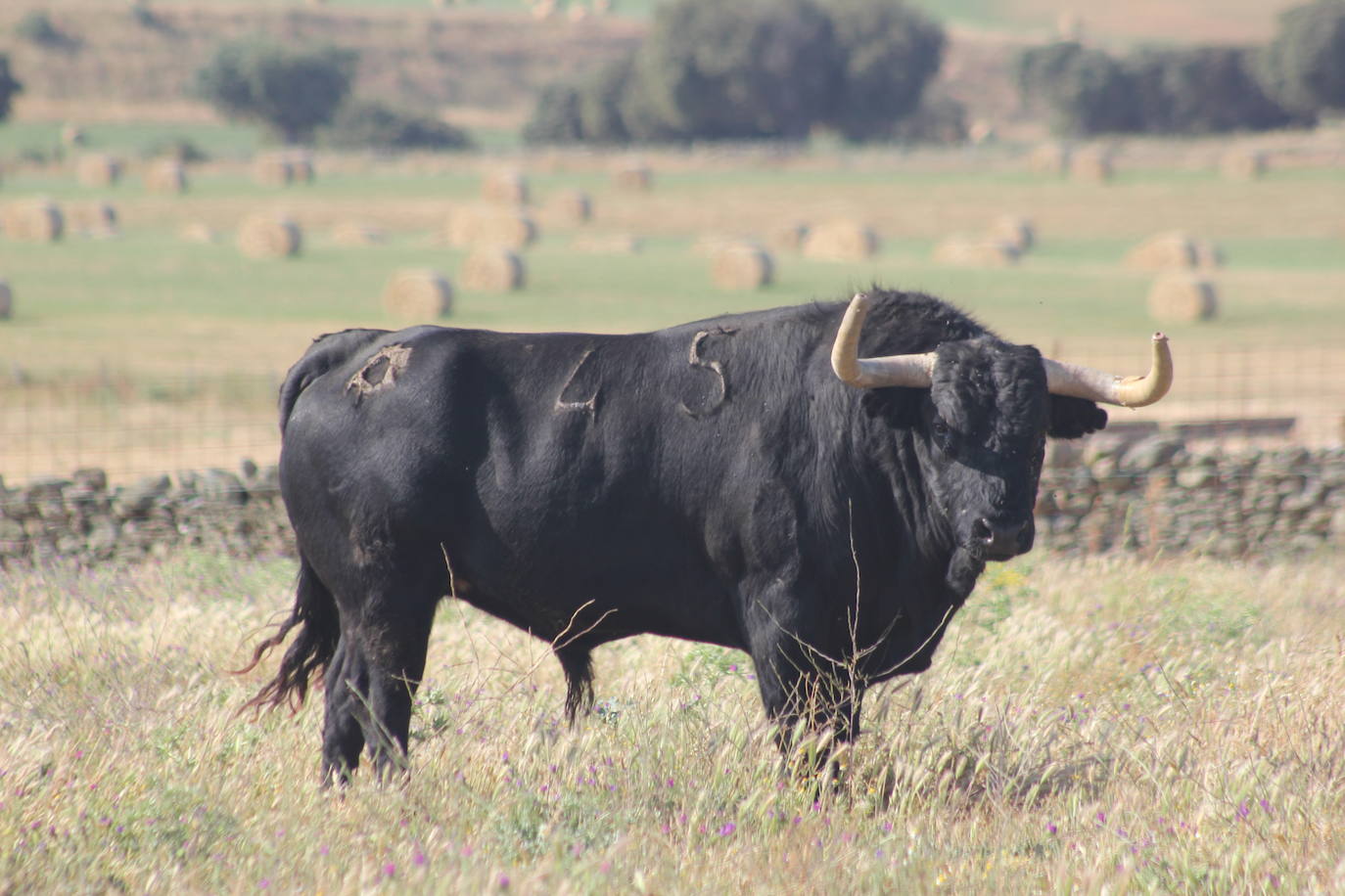 Cara Alegre, número 45, es otro de los toros cinqueños del envío.