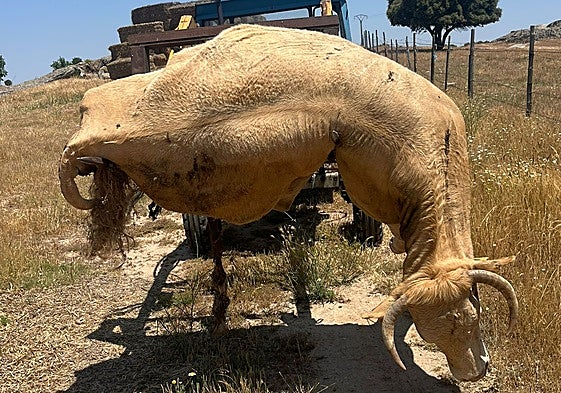 La vaca muerta, trasladada de la explotación de Ledesma.