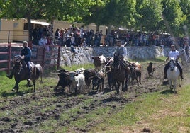 El encierro a caballo, con dos citas, es un momento estelar de los festejos.