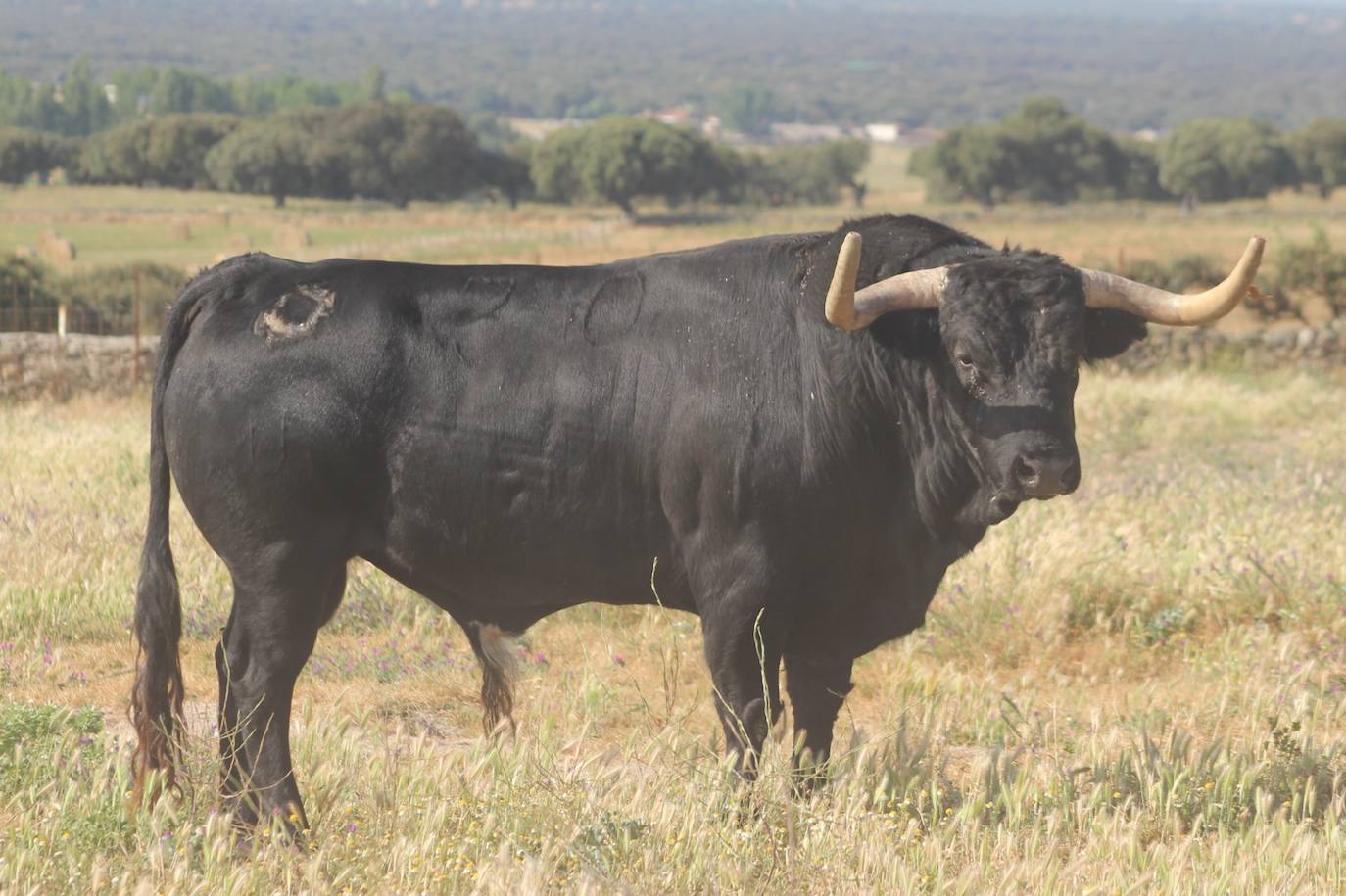El número 30 también se llama Mariposo, pero es cuatreño. Negro meano de capa.