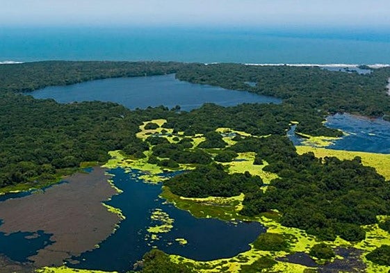 Imagen de las aves volando sobre la Vía Parque Isla de Salamanca extraída de la página oficial del Gobierno de Colombia.