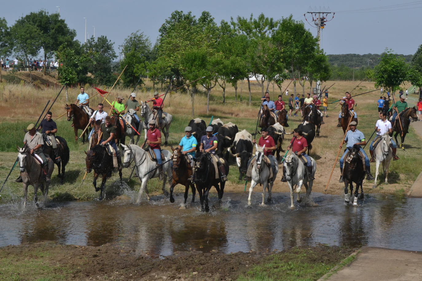 Rápido y bello trabajo caballista en Sancti Spíritus