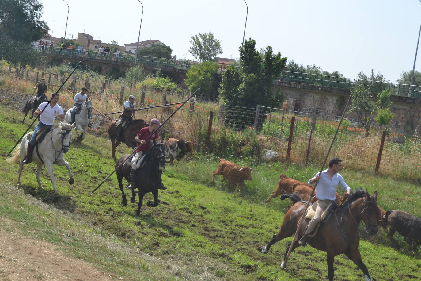 Rápido y bello trabajo caballista en Sancti Spíritus