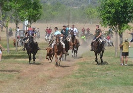 Los caballistas mantienen dentro de la manada a un adelantado novillo