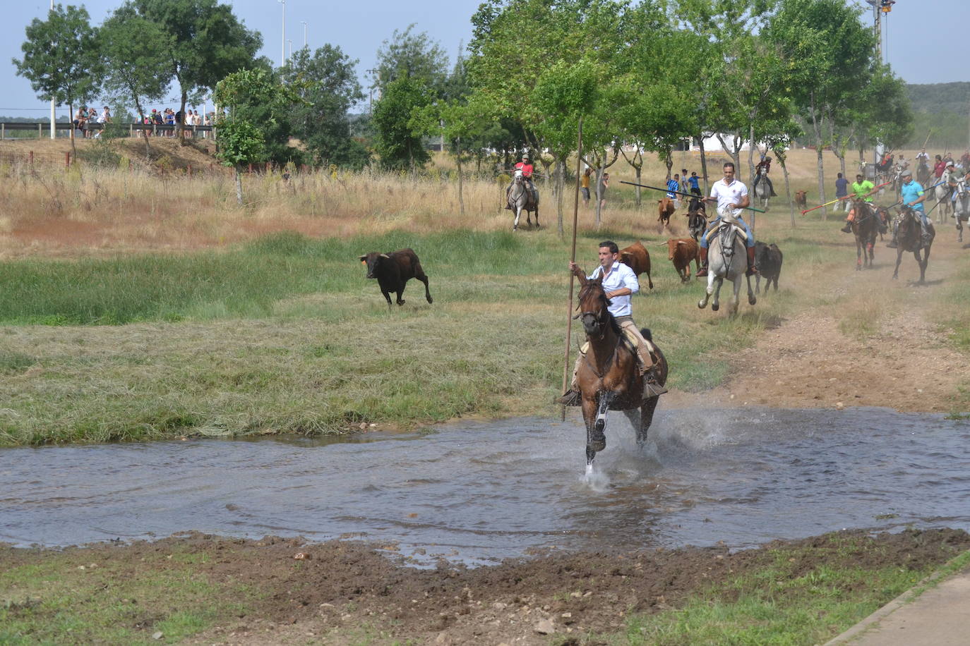 Rápido y bello trabajo caballista en Sancti Spíritus