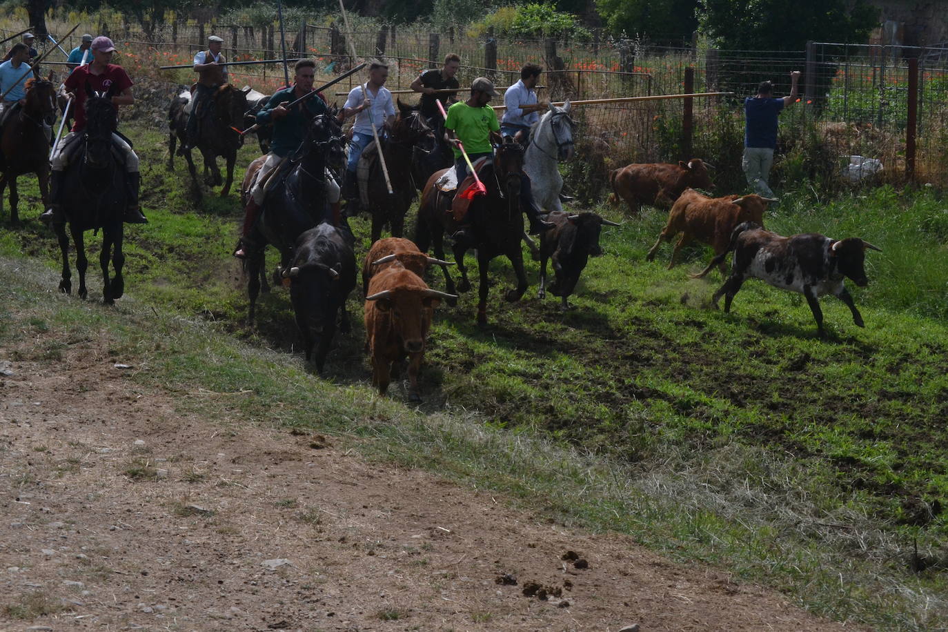 Rápido y bello trabajo caballista en Sancti Spíritus