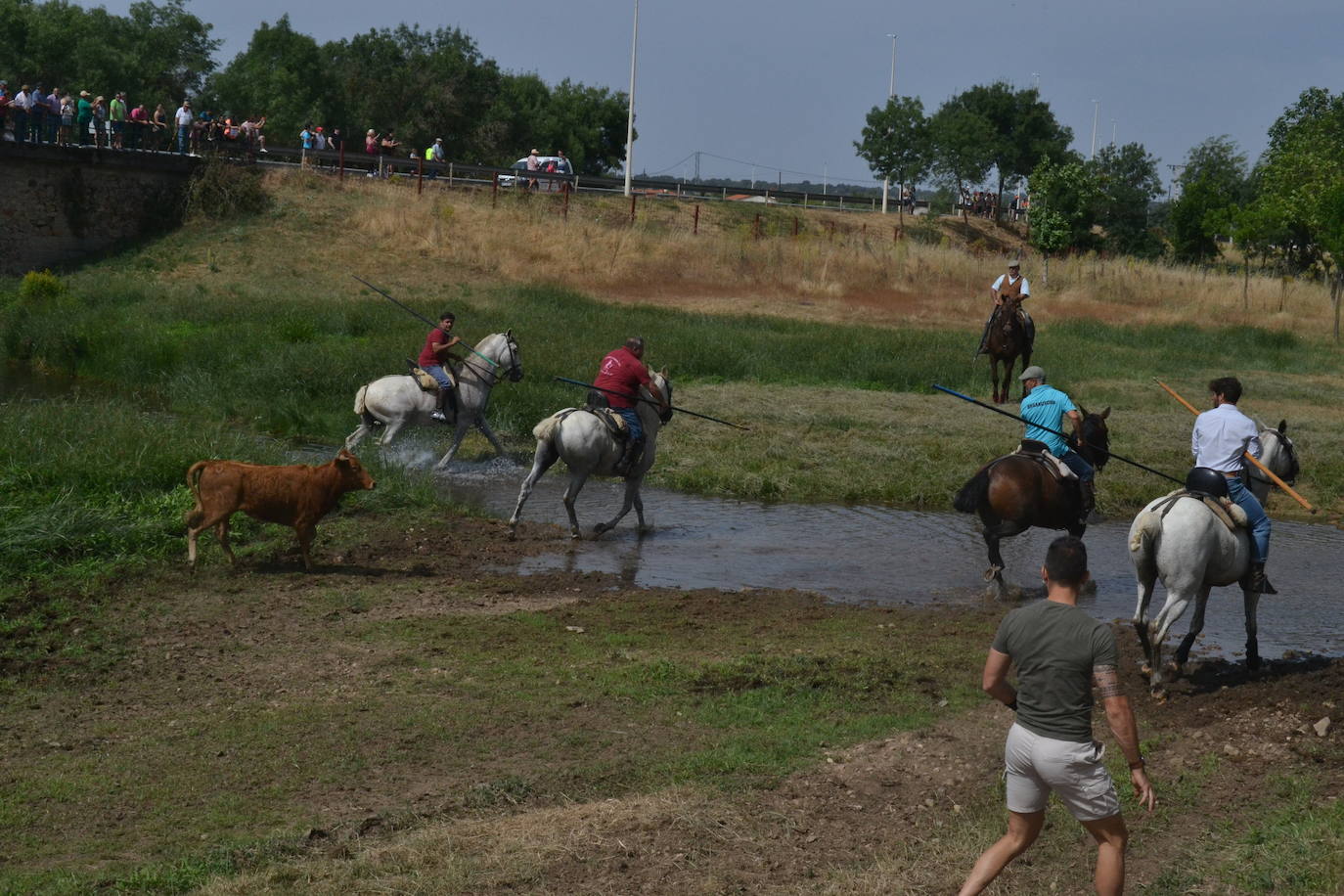 Rápido y bello trabajo caballista en Sancti Spíritus