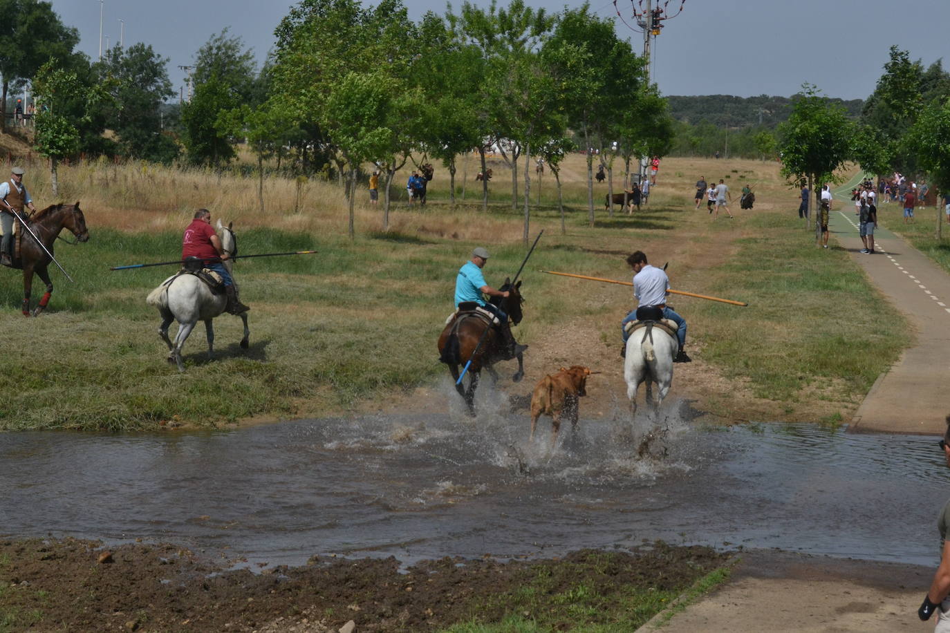 Rápido y bello trabajo caballista en Sancti Spíritus