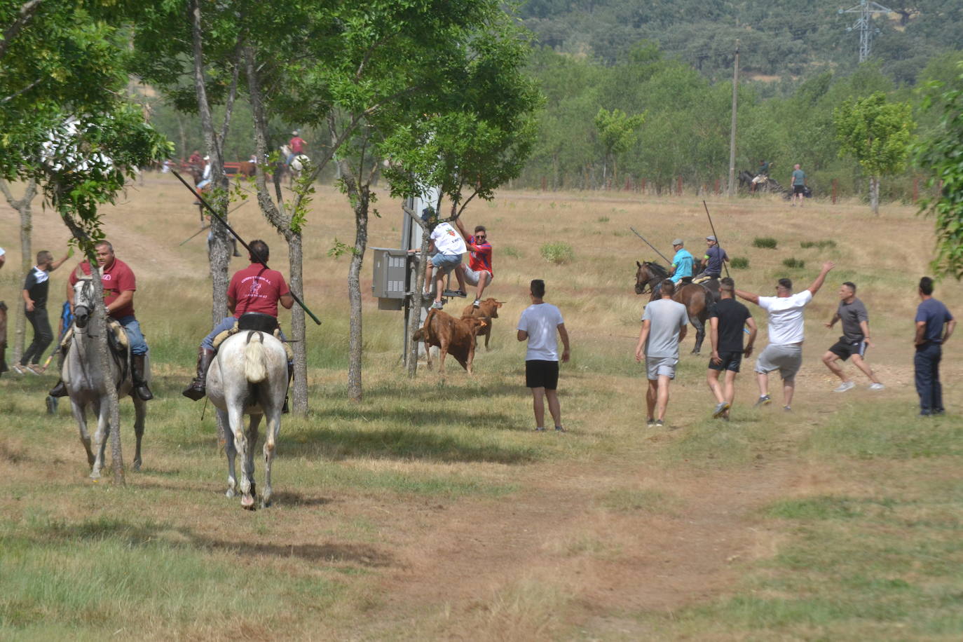 Rápido y bello trabajo caballista en Sancti Spíritus
