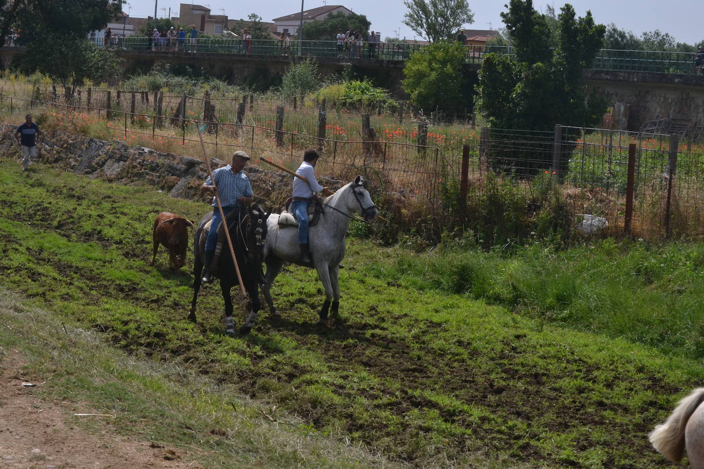 Rápido y bello trabajo caballista en Sancti Spíritus