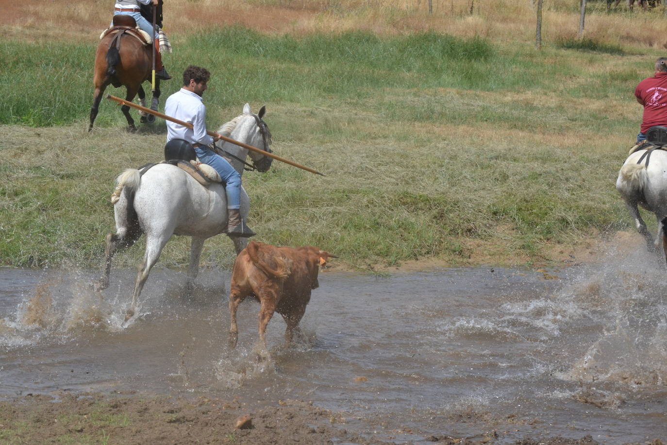 Rápido y bello trabajo caballista en Sancti Spíritus