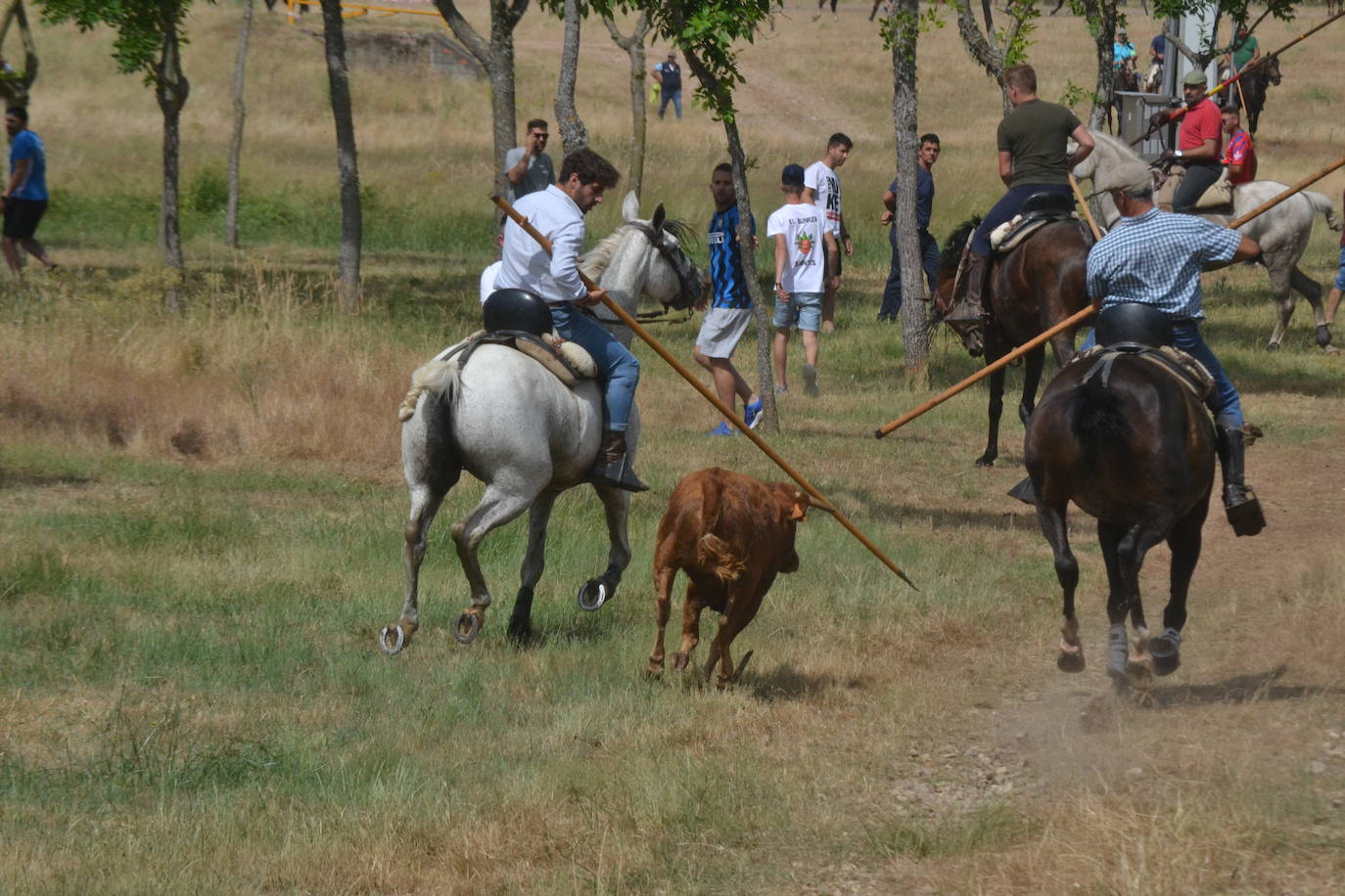 Rápido y bello trabajo caballista en Sancti Spíritus