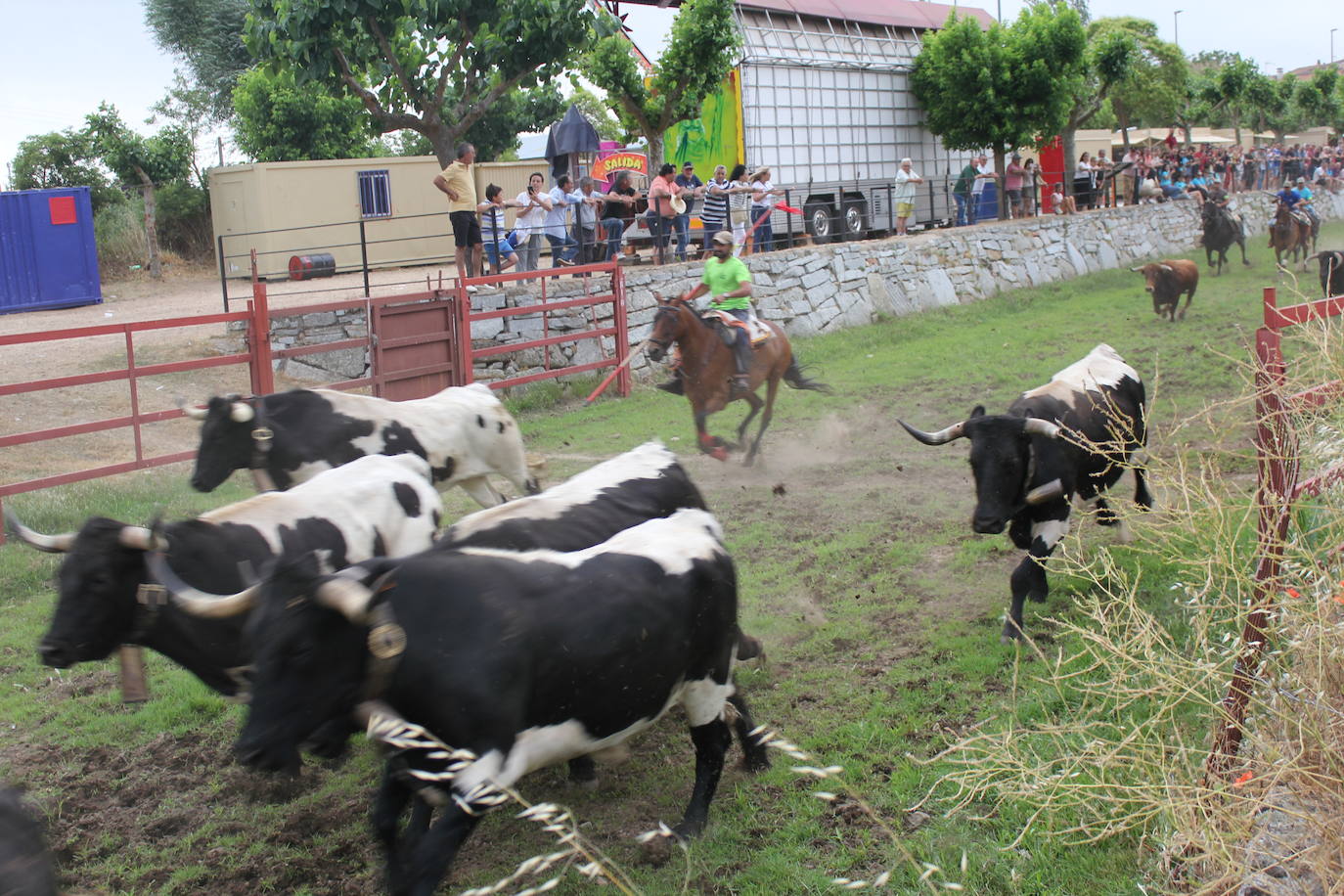 Último y trepidante encierro a caballo en Sancti Spíritus