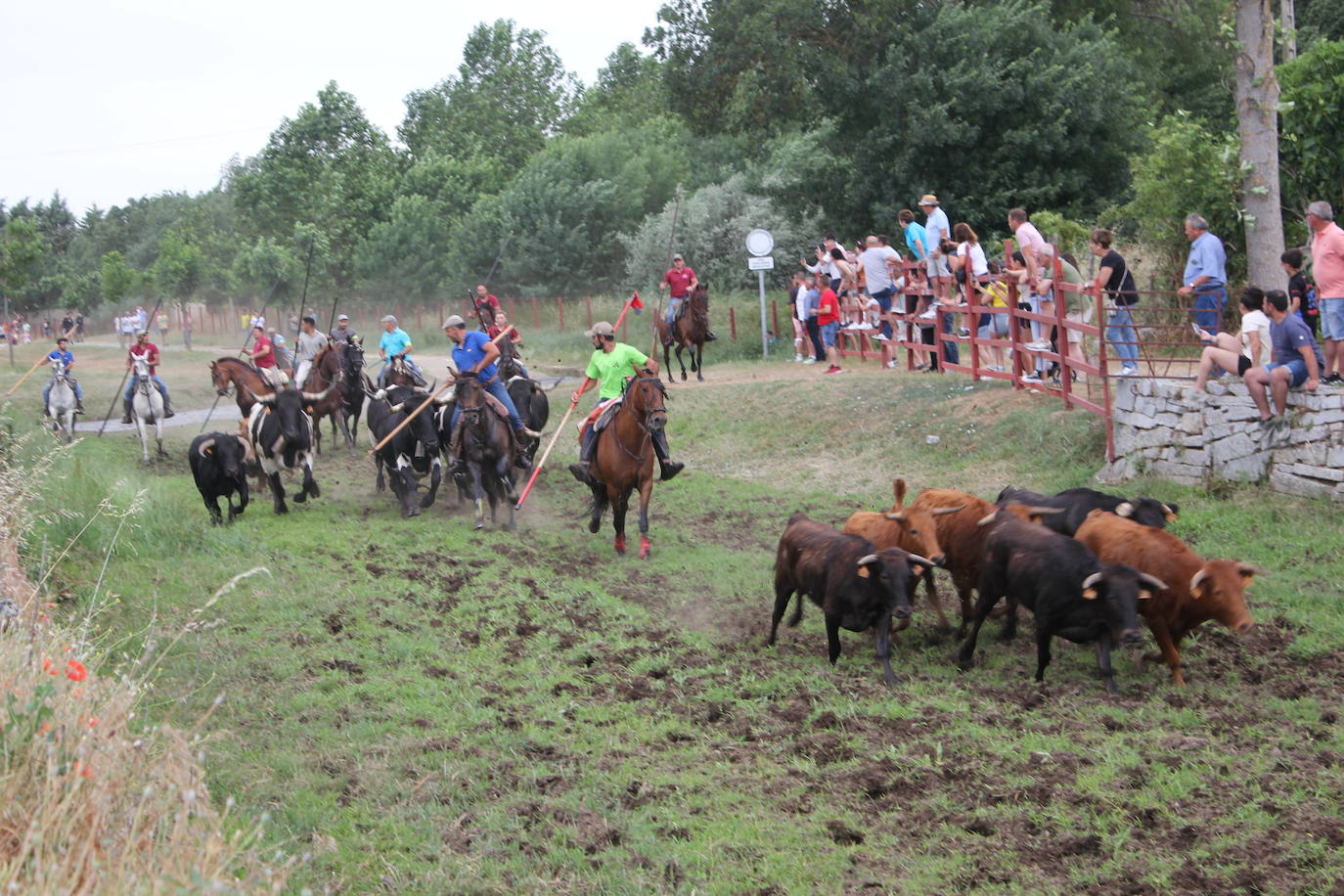 Último y trepidante encierro a caballo en Sancti Spíritus
