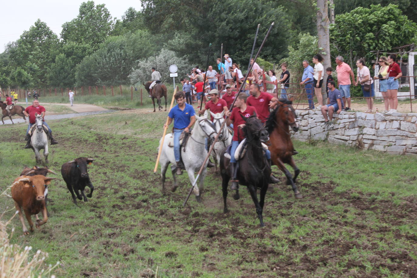 Último y trepidante encierro a caballo en Sancti Spíritus
