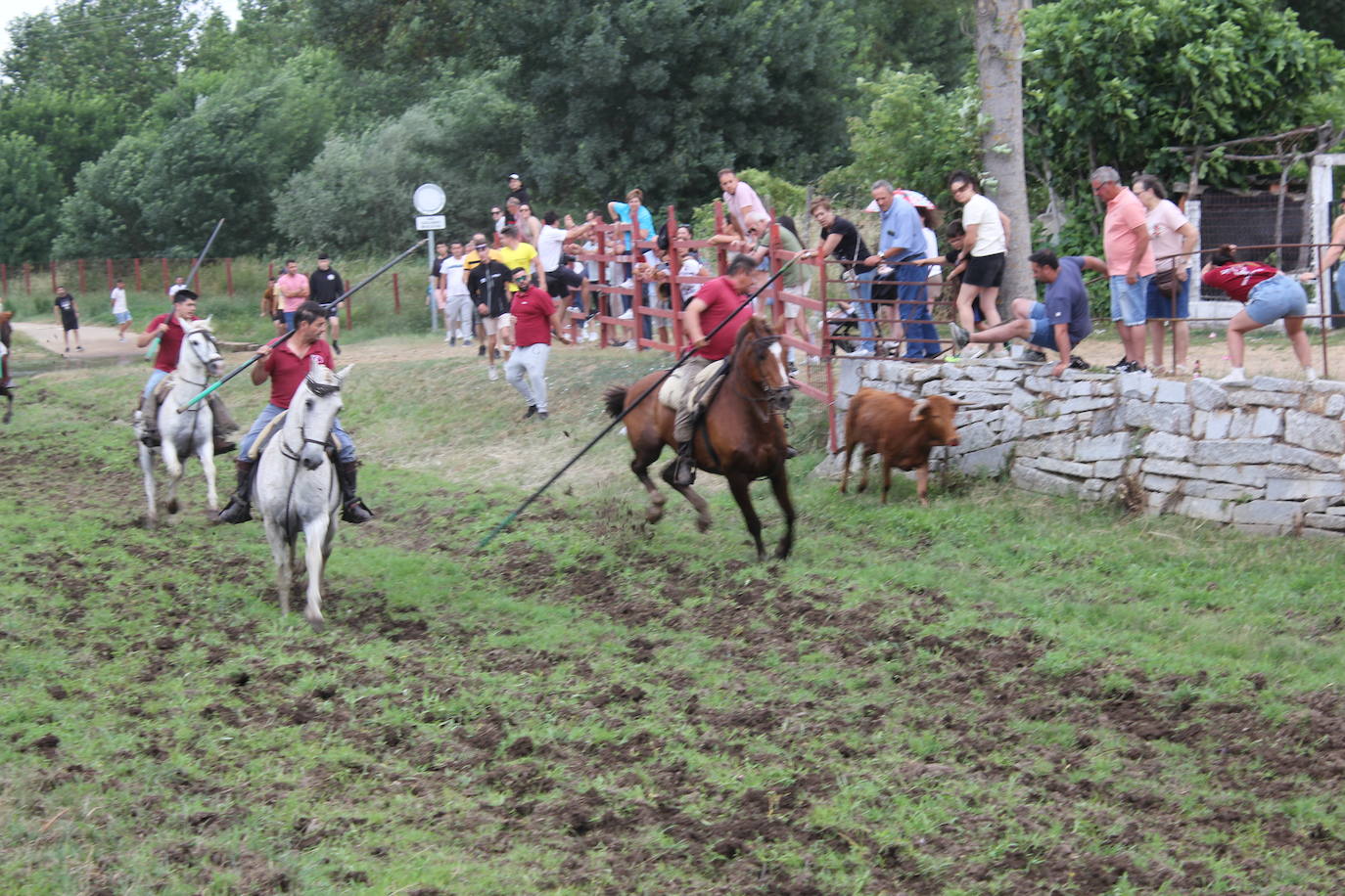 Último y trepidante encierro a caballo en Sancti Spíritus