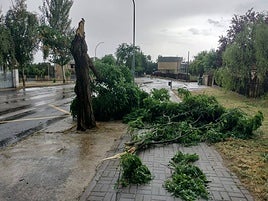 Imagen de un árbol caído en Guijuelo.