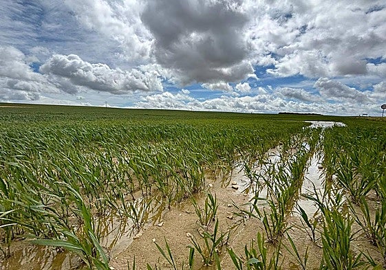 Imagen de un terreno inundado por las lluvias.