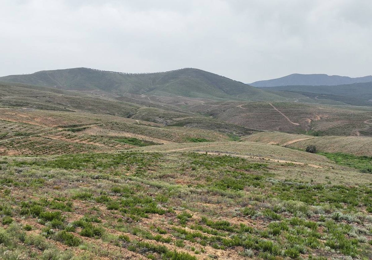 Imagen del Bosque MERLIN, situado en la provincia de Salamanca.